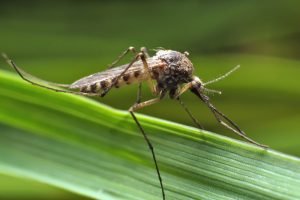 Mosquito,Resting,On,Green,Grass.,Male,And,Female,Mosquitoes,Feed
